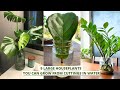 9 Large Houseplants You Can Grow From Cuttings in Water