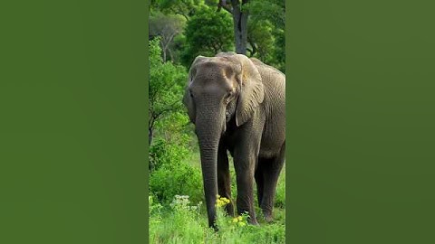 AI short story about an elephant ||#ai #ytshorts #youtubeshorts #viral #viralshorts #story