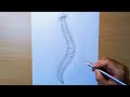 How to draw a nereis  how to draw a rag worm   clam worm diagram  nereis diagram  nereis drawing