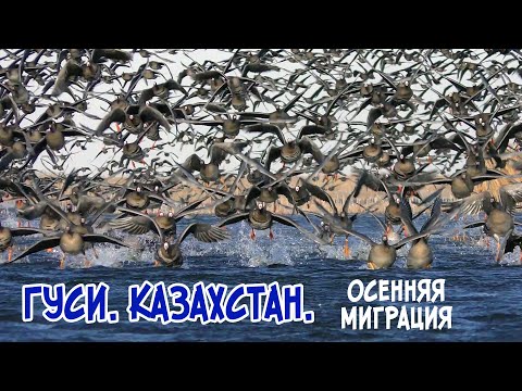 Видео: Гуси. Казахстан. Осенняя миграция.