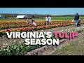 Virginia tulips in full bloom: 7News Drone flies over Burnside Farm