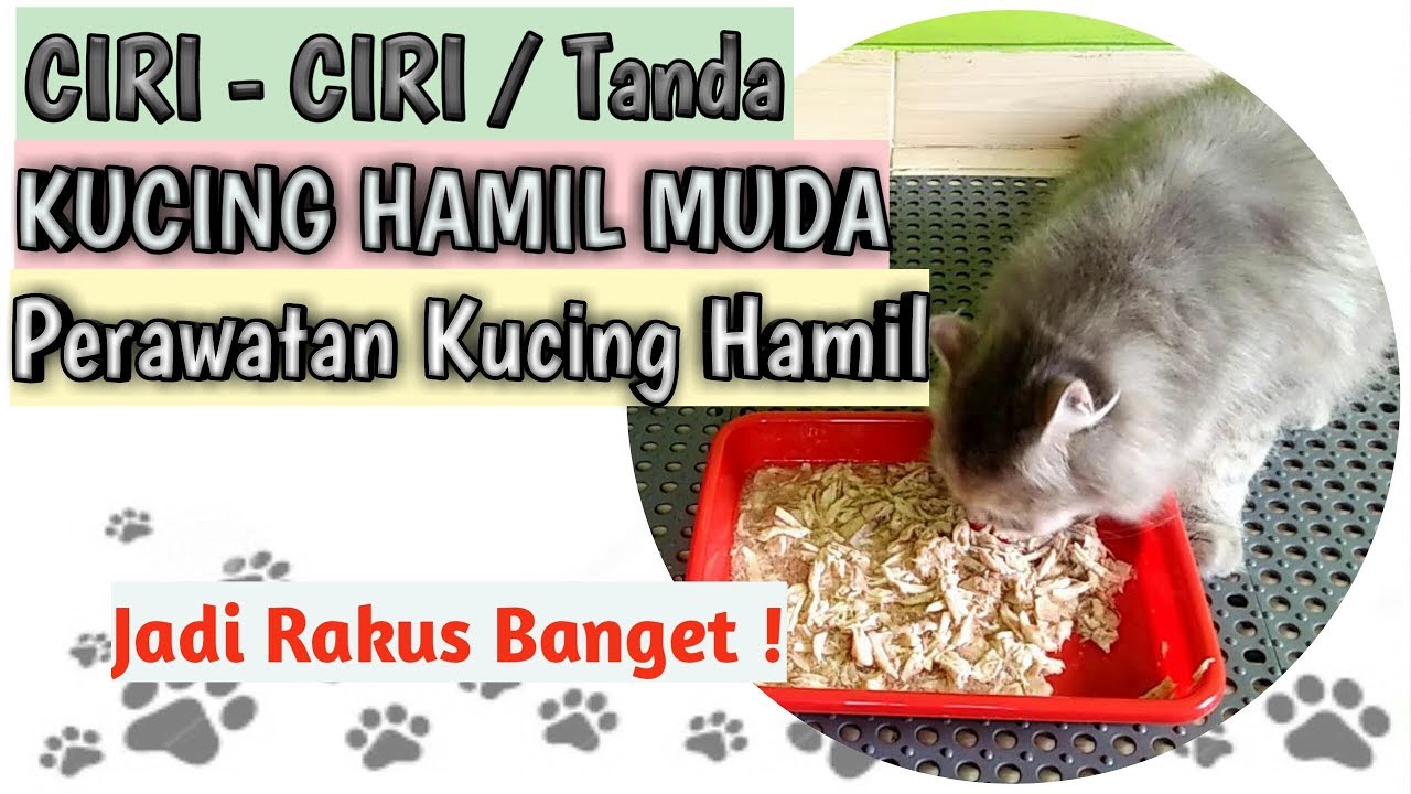 CIRI CIRI TANDA KUCING HAMIL MUDA Perawatan Kucing Hamil Masa 