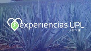 Experiencias Upl México - Tequila Cava de Oro