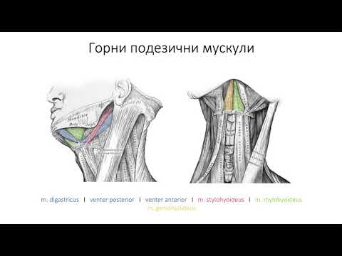 Видео: Как да отглеждаме по -големи мускули на врата (със снимки)