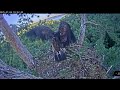 7.07.2025 Камычи. Сардай решил побаловаться с веткой и потренироваться с захватами.