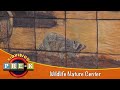 Take a Field Trip to a Wildlife Nature Center | Sawgrass Nature Center  | KidVision Pre-K