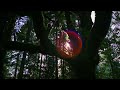 "Forests" a film by Louie Schwartzberg (excerpt 1)