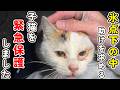 【緊急保護】氷点下の中、助けを求める子猫を保護しました