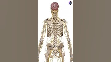 Brain 🧠 & Spinal cord - 3D Animation #shorts