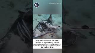 Diver Saves Trapped Ray
