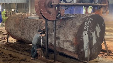 Pabrik Kayu Menakjubkan | Mesin Penggergajian Pemotong Kayu Ekstrem, Raksasa Kayu Keju Berusia 1000 Tahun