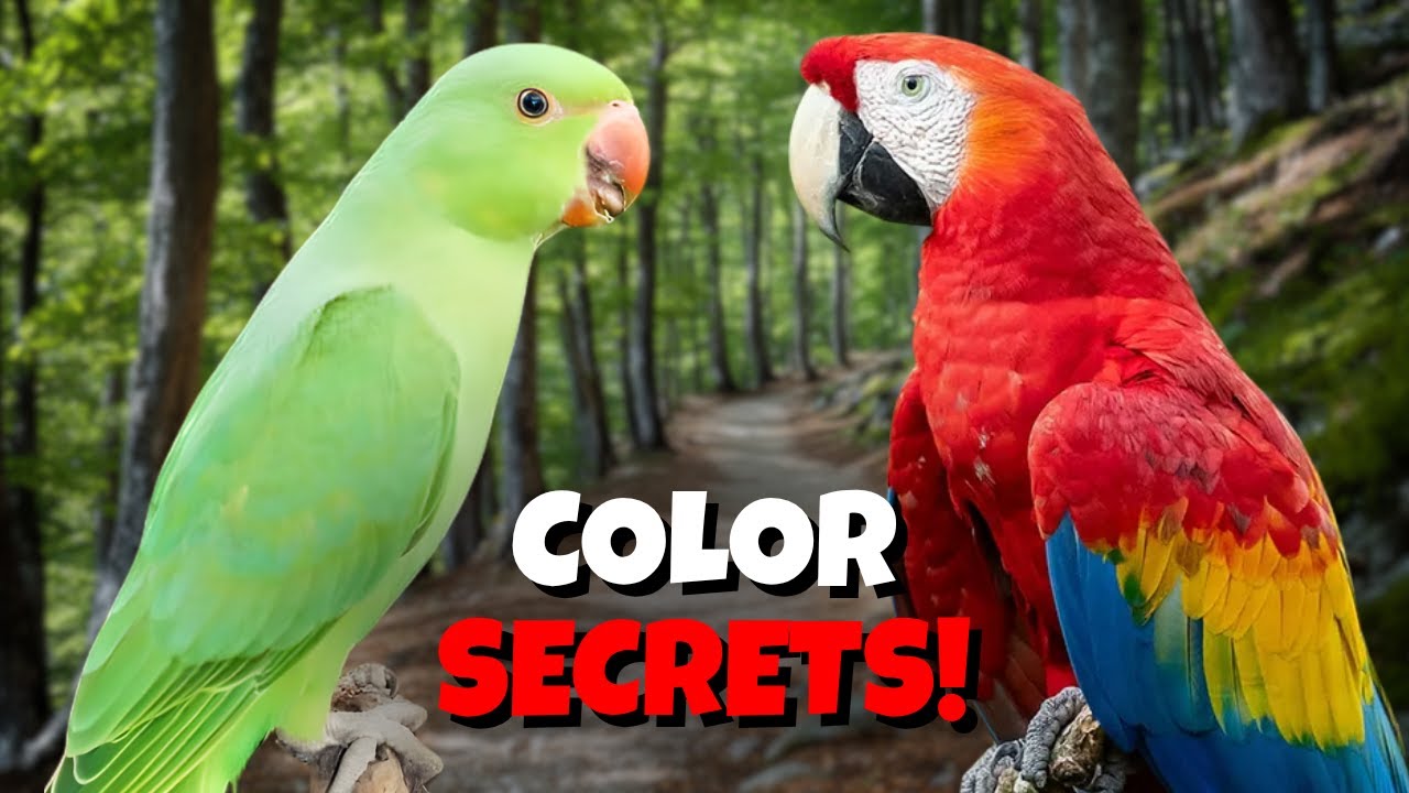 Male Birds More Colorful Than Females? Fashion Show Explained