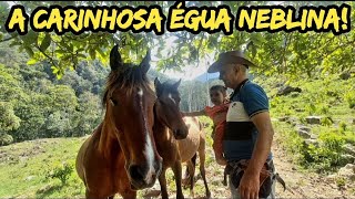 A CARINHOSA ÉGUA NEBLINA!🐎