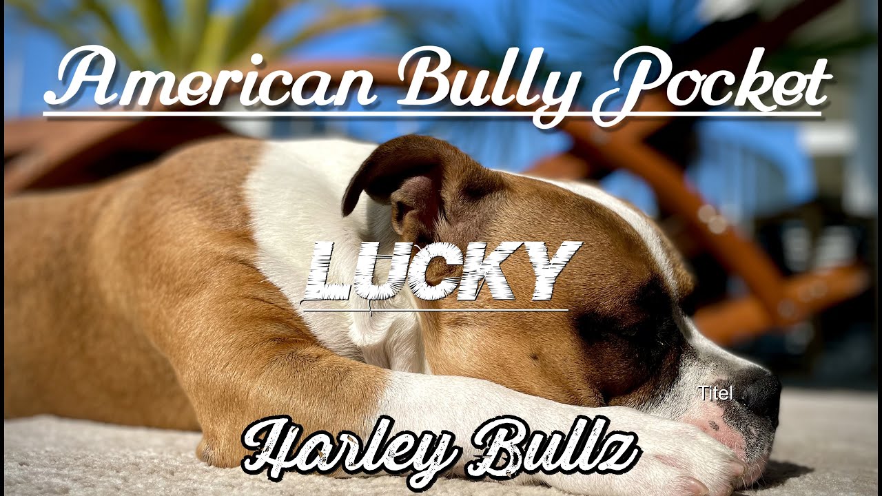 American Bully Pocket (Part 1) The most beautiful dog // LUCKY