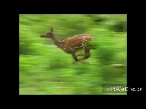 banjara-lambadi-dj-song-mp4