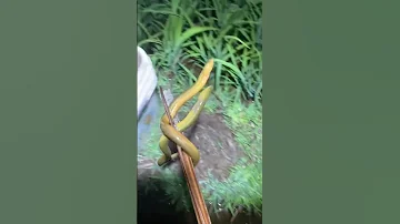 Amazing Best Eel Fishing Eel Fish Show Eel Fishing Tik Tok China Shorts 