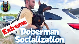 Socializing a 16WeekOld Doberman (with Zeta)