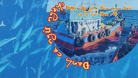 Thật tiếc khi lưới nhỏ quá không đủ bắt bầy cá ngừ ngày | Đánh cá 2024 - Tập67 | Sóng biển Hứa Đông