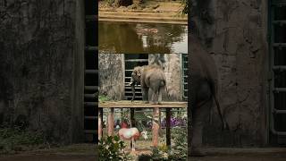 seru bgt melihat banyak satwa di #ragunan zoo