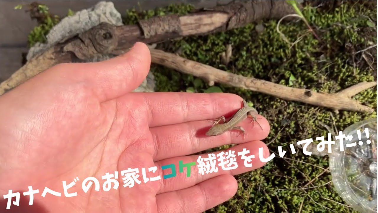 カナヘビのお家に絨毯をプレゼント⁉️#爬虫類 #飼育 #カナヘビ 