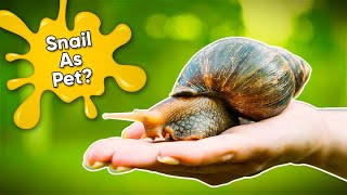 21 Facts About Keeping Snail As a Pet | Garden Snail Pet Care 101 by Petopedia 248 views 4 months ago 5 minutes, 4 seconds