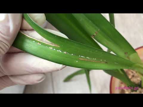 ცრუფარიანა ორქიდეა ციმბიდიუმზე. ბრძოლის მეთოდები. შეცდომები. როგორ მოვაშოროთ მავნებლები ორქიდეებს.