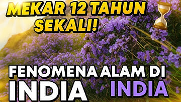 Fenomena Alam Langka|| Bunga yang Mekar 12 Tahun Sekali di India!