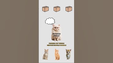Reverse Proxy, explained by cats. #cat #coding #infrastructure #proxy #web