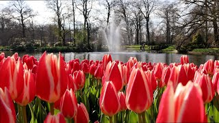 Keukenhof 2024 - First Sunny day: Colorful Tulips start to bloom under the sun - 4K