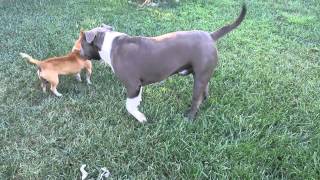 My Blue Nose Pit Bull, Bruno