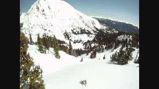 West Vail Trees