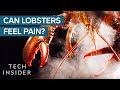 Why Do We Boil Lobsters Alive?