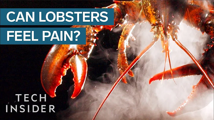 Why Do We Boil Lobsters Alive? - DayDayNews