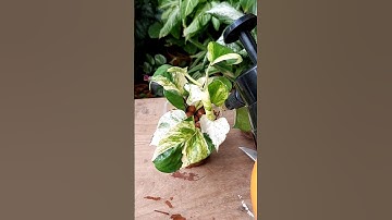 Propagate Pothos from Single Node Cuttings in Leca - Manjula Pothos