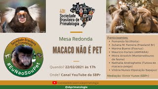 Mesa redonda: Macaco não é pet