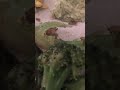Roast Vegetables