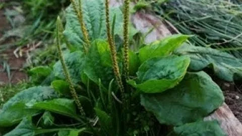 Три травы, которые лечат почти всё