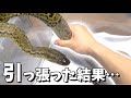 脱皮中の蛇を引っ張ったらどうなるのか？-Yellow anaconda Shedding-