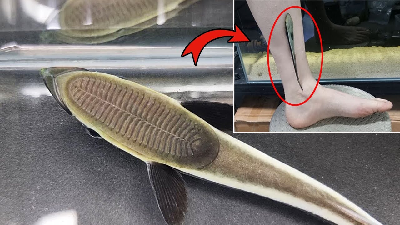 대형 해양생물에 붙어 기생하는 생물을 데려왔는데..온몸에 기생충이 바글바글합니다 [TV생물도감]