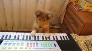 шелти и синтезатор / sheltie and synthesizer шелти и синтезатор / sheltie and synthesizer