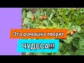 Вредители сада гибнут за 5 секунд! Это ЧУДО СРЕДСТВО!