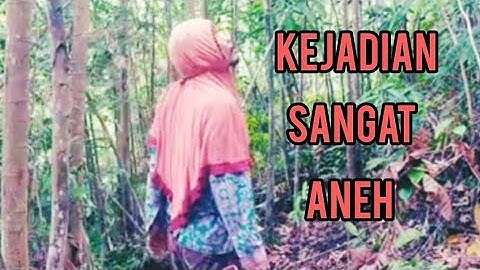 mikat burung cucak ijo  ganas hanya modal mp3 dan jaring
