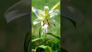 Enchanting Lilies | #Lilyflower #Foryou #Youtubeshorts #Viral #Garden #Flowers #Subscribetomychannel