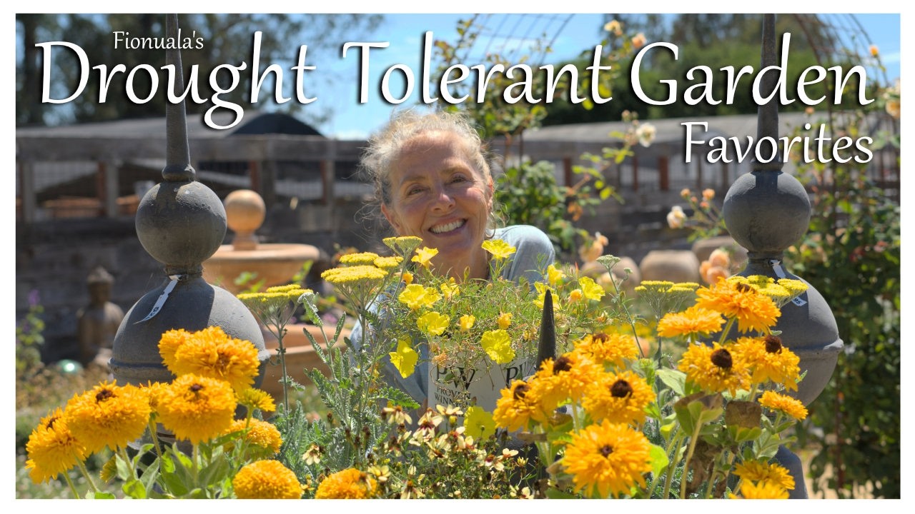 Thriving in Sunshine: Drought-Tolerant Favorites for a Delightful, Resilient Oasis! ☀️🌻 