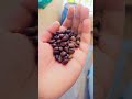 Coffee Seeds