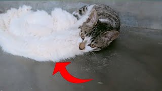 My Cat Gone Mad😱 | Funny Cats by Animals UBS 121 views 2 years ago 1 minute, 32 seconds