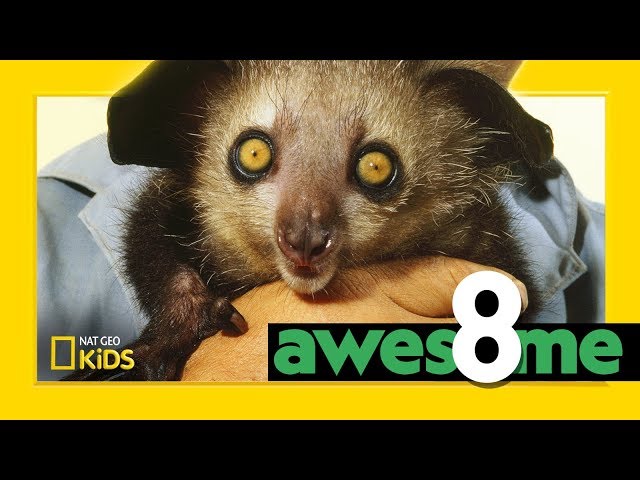 Weird But Wonderful Animals | Awesome 8 class=