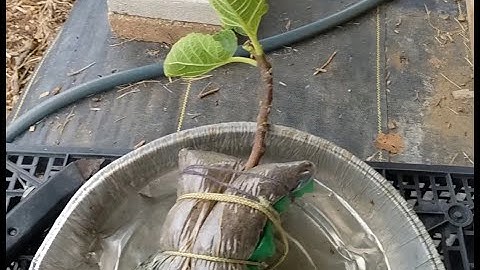 Air Layer a Fig Tree - Part 2