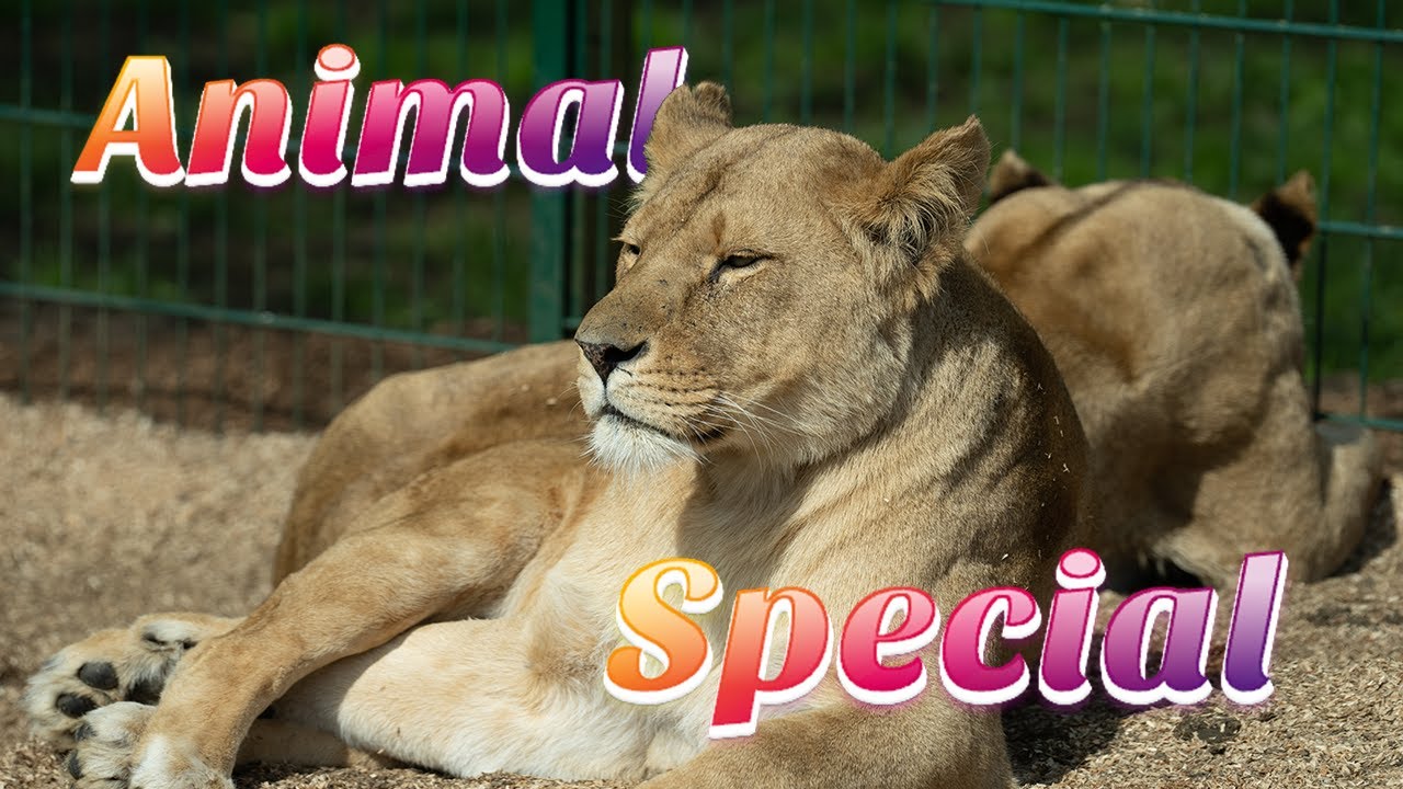 Animal Adventure YouTube