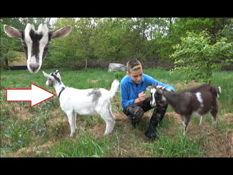 Wideo: Jak Kupić Kozę